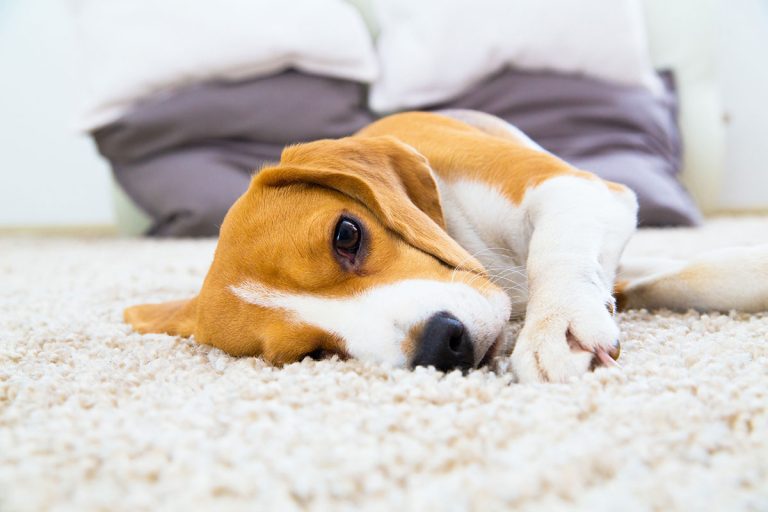Eco-friendly carpet cleaning near me