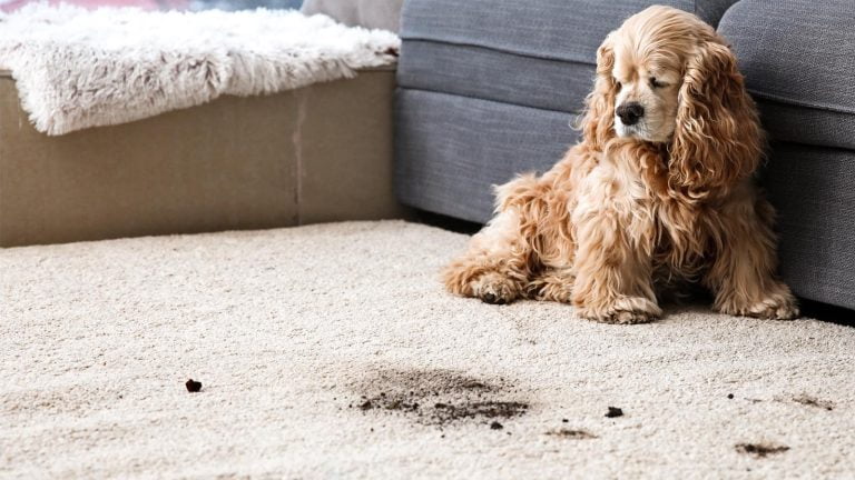Best Carpet Cleaning Techniques for Pet Stains
