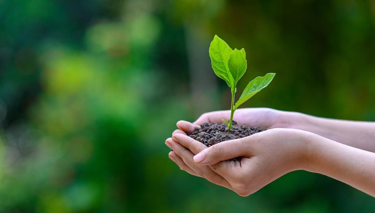 Eco-Friendly Carpet Cleaning